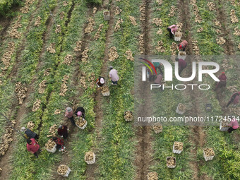 Farmers harvest fresh ginger in Zhongjia village, Zouping city, East China's Shandong province, on October 30, 2024. (