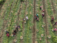 Farmers harvest fresh ginger in Zhongjia village, Zouping city, East China's Shandong province, on October 30, 2024. (