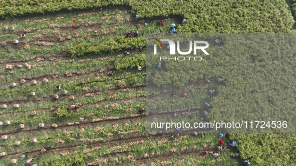 Farmers harvest fresh ginger in Zhongjia village, Zouping city, East China's Shandong province, on October 30, 2024. 