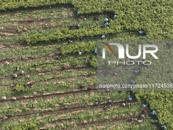 Farmers harvest fresh ginger in Zhongjia village, Zouping city, East China's Shandong province, on October 30, 2024. (