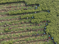 Farmers harvest fresh ginger in Zhongjia village, Zouping city, East China's Shandong province, on October 30, 2024. (