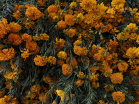 The sale of Cempasuchil flowers takes place in the Tlahuac municipality in Mexico City, Mexico, on October 30, 2024, for the Day of the Dead...