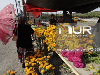 The sale of Cempasuchil flowers takes place in the Tlahuac municipality in Mexico City, Mexico, on October 30, 2024, for the Day of the Dead...