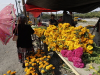 The sale of Cempasuchil flowers takes place in the Tlahuac municipality in Mexico City, Mexico, on October 30, 2024, for the Day of the Dead...