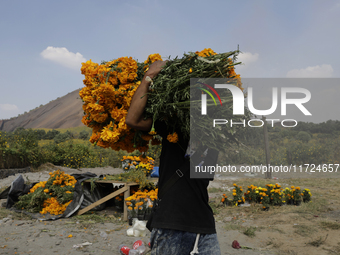 A person carries Cempasuchil flowers in the Tlahuac municipality in Mexico City, Mexico, on October 30, 2024, for sale on the occasion of th...