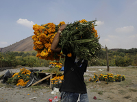 A person carries Cempasuchil flowers in the Tlahuac municipality in Mexico City, Mexico, on October 30, 2024, for sale on the occasion of th...