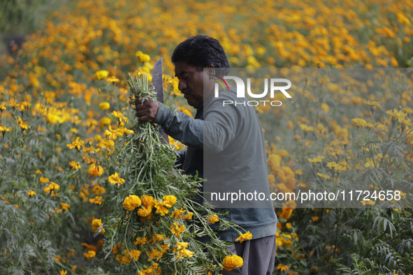 Lorenzo Valdes, a farmer, cuts Cempasuchil flowers for sale for the Day of the Dead in Mexico on October 30, 2024. 