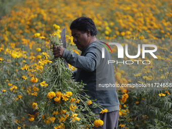 Lorenzo Valdes, a farmer, cuts Cempasuchil flowers for sale for the Day of the Dead in Mexico on October 30, 2024. (