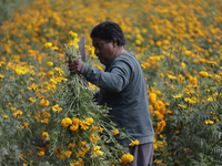 Lorenzo Valdes, a farmer, cuts Cempasuchil flowers for sale for the Day of the Dead in Mexico on October 30, 2024. (