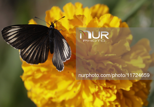 A butterfly rests on Cempasuchil flowers in the Tlahuac municipality in Mexico City, Mexico, on October 30, 2024. 