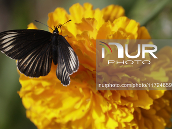 A butterfly rests on Cempasuchil flowers in the Tlahuac municipality in Mexico City, Mexico, on October 30, 2024. (