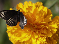 A butterfly rests on Cempasuchil flowers in the Tlahuac municipality in Mexico City, Mexico, on October 30, 2024. (