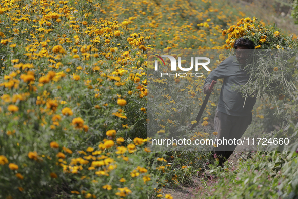 Lorenzo Valdes, a farmer, cuts Cempasuchil flowers for sale for the Day of the Dead in Mexico on October 30, 2024. 