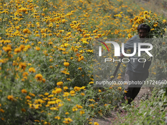 Lorenzo Valdes, a farmer, cuts Cempasuchil flowers for sale for the Day of the Dead in Mexico on October 30, 2024. (