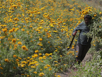 Lorenzo Valdes, a farmer, cuts Cempasuchil flowers for sale for the Day of the Dead in Mexico on October 30, 2024. (