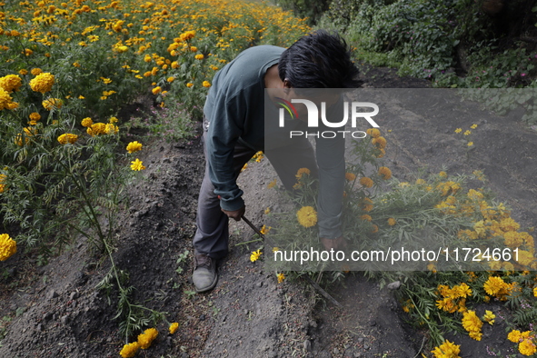 Lorenzo Valdes, a farmer, cuts Cempasuchil flowers for sale for the Day of the Dead in Mexico on October 30, 2024. 