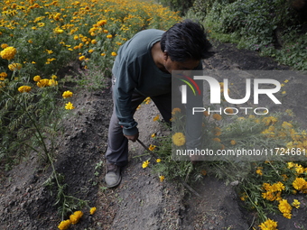 Lorenzo Valdes, a farmer, cuts Cempasuchil flowers for sale for the Day of the Dead in Mexico on October 30, 2024. (