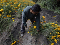 Lorenzo Valdes, a farmer, cuts Cempasuchil flowers for sale for the Day of the Dead in Mexico on October 30, 2024. (