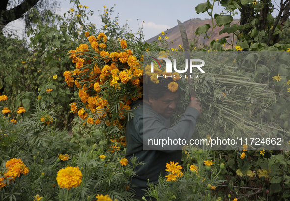 Lorenzo Valdes, a farmer, cuts Cempasuchil flowers for sale for the Day of the Dead in Mexico on October 30, 2024. 