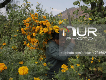 Lorenzo Valdes, a farmer, cuts Cempasuchil flowers for sale for the Day of the Dead in Mexico on October 30, 2024. (