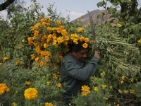 Lorenzo Valdes, a farmer, cuts Cempasuchil flowers for sale for the Day of the Dead in Mexico on October 30, 2024. (