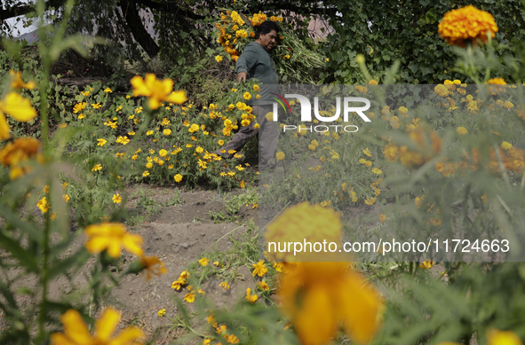 Lorenzo Valdes, a farmer, cuts Cempasuchil flowers for sale for the Day of the Dead in Mexico on October 30, 2024. 