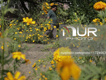 Lorenzo Valdes, a farmer, cuts Cempasuchil flowers for sale for the Day of the Dead in Mexico on October 30, 2024. (