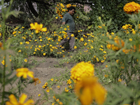 Lorenzo Valdes, a farmer, cuts Cempasuchil flowers for sale for the Day of the Dead in Mexico on October 30, 2024. (