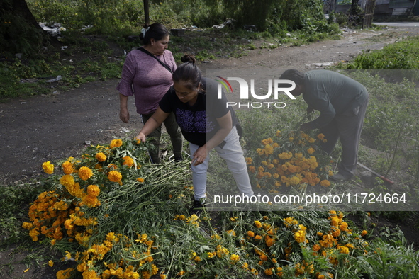 People attend a store to buy Cempasuchil flowers in the Tlahuac municipality in Mexico City, Mexico, on October 30, 2024, for the Day of the...