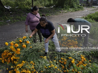 People attend a store to buy Cempasuchil flowers in the Tlahuac municipality in Mexico City, Mexico, on October 30, 2024, for the Day of the...