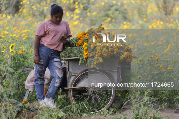 Women sell Cempasuchil flowers in the Tlahuac municipality in Mexico City, Mexico, on October 30, 2024, for the Day of the Dead on November...