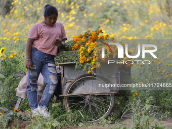 Women sell Cempasuchil flowers in the Tlahuac municipality in Mexico City, Mexico, on October 30, 2024, for the Day of the Dead on November...