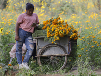 Women sell Cempasuchil flowers in the Tlahuac municipality in Mexico City, Mexico, on October 30, 2024, for the Day of the Dead on November...