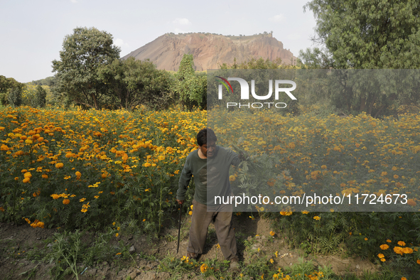 Lorenzo Valdes, a farmer, cuts Cempasuchil flowers for sale for the Day of the Dead in Mexico on October 30, 2024. 