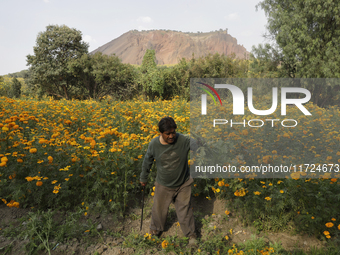 Lorenzo Valdes, a farmer, cuts Cempasuchil flowers for sale for the Day of the Dead in Mexico on October 30, 2024. (