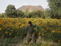 Lorenzo Valdes, a farmer, cuts Cempasuchil flowers for sale for the Day of the Dead in Mexico on October 30, 2024. (