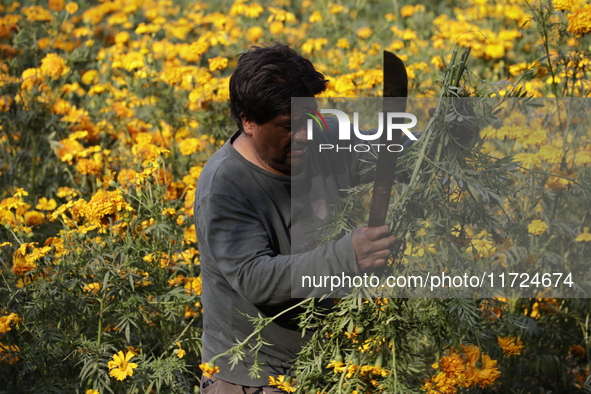 Lorenzo Valdes, a farmer, cuts Cempasuchil flowers for sale for the Day of the Dead in Mexico on October 30, 2024. 