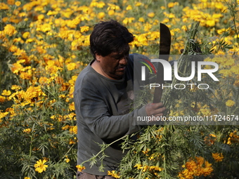 Lorenzo Valdes, a farmer, cuts Cempasuchil flowers for sale for the Day of the Dead in Mexico on October 30, 2024. (