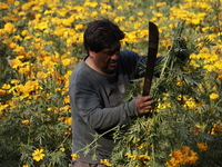 Lorenzo Valdes, a farmer, cuts Cempasuchil flowers for sale for the Day of the Dead in Mexico on October 30, 2024. (