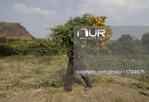 Lorenzo Valdes, a farmer, cuts Cempasuchil flowers for sale for the Day of the Dead in Mexico on October 30, 2024. 