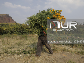 Lorenzo Valdes, a farmer, cuts Cempasuchil flowers for sale for the Day of the Dead in Mexico on October 30, 2024. (