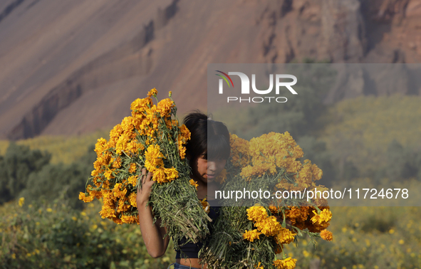 A person carries Cempasuchil flowers in the Tlahuac municipality in Mexico City, Mexico, on October 30, 2024, for sale on the occasion of th...