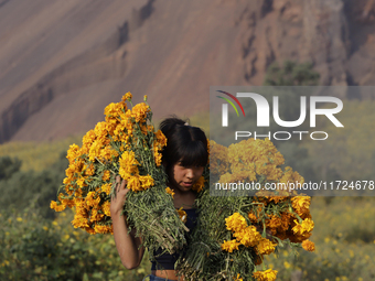 A person carries Cempasuchil flowers in the Tlahuac municipality in Mexico City, Mexico, on October 30, 2024, for sale on the occasion of th...