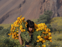 A person carries Cempasuchil flowers in the Tlahuac municipality in Mexico City, Mexico, on October 30, 2024, for sale on the occasion of th...