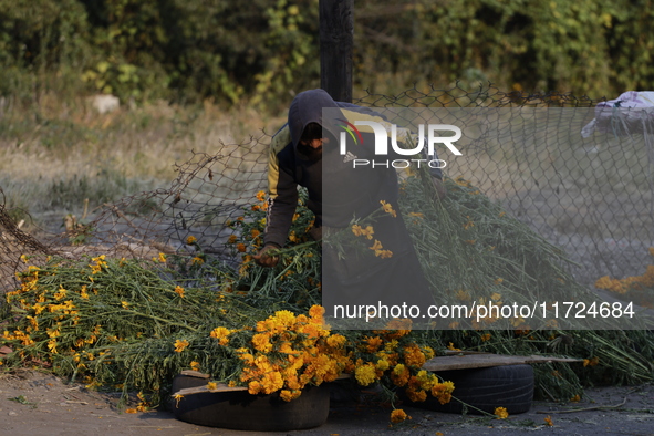 A person carries Cempasuchil flowers in the Tlahuac municipality in Mexico City, Mexico, on October 30, 2024, for sale on the occasion of th...