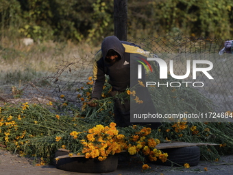 A person carries Cempasuchil flowers in the Tlahuac municipality in Mexico City, Mexico, on October 30, 2024, for sale on the occasion of th...