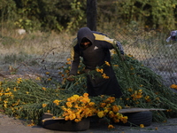 A person carries Cempasuchil flowers in the Tlahuac municipality in Mexico City, Mexico, on October 30, 2024, for sale on the occasion of th...