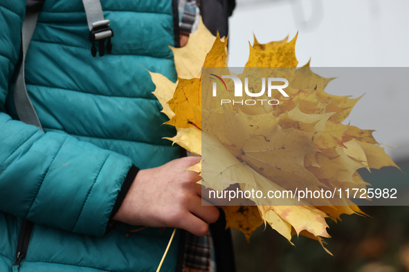 A person holds collected autumn leaves at the Rakowicki Cemetery a day ahead of the All Saints Day in Krakow, Poland on October 31, 2024. 