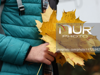 A person holds collected autumn leaves at the Rakowicki Cemetery a day ahead of the All Saints Day in Krakow, Poland on October 31, 2024. (