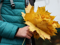 A person holds collected autumn leaves at the Rakowicki Cemetery a day ahead of the All Saints Day in Krakow, Poland on October 31, 2024. (